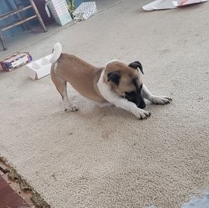 Meet your Posher, Elsie